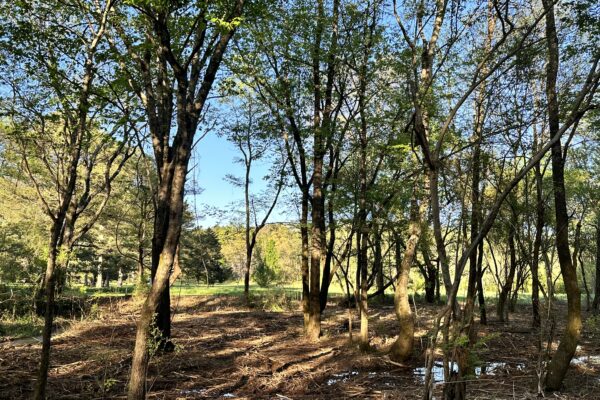 Photo of home-on-21%c2%b1-acres-cave-spring-floyd-co-ga-auction