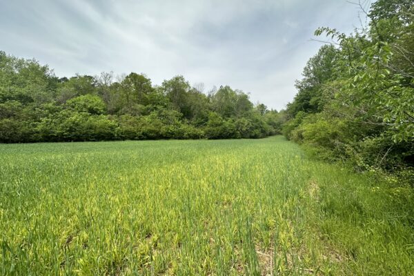 Photo of 89%c2%b1-acres-with-home-and-mobile-home-on-terrapin-creek-piedmont-cherokee-co-al-absolute-estate-auction