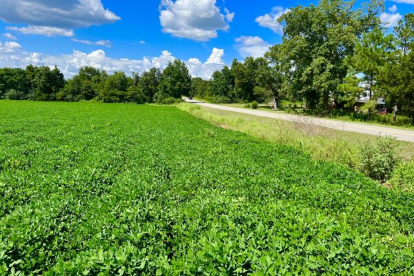 Photo of 292%c2%b1-acres-of-beautiful-land-with-creek-frontage-dothan-al-auction
