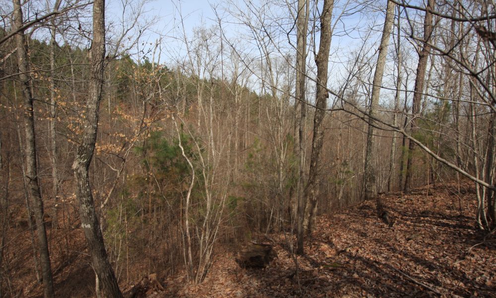Photo of 129 acres located on Alabama Hwy 20/Huffaker Road (D13 008 / E13Y 045)
