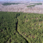 Little Cedar Stands | 968 acres Linden, Perry County, TN Online Absolute Auction