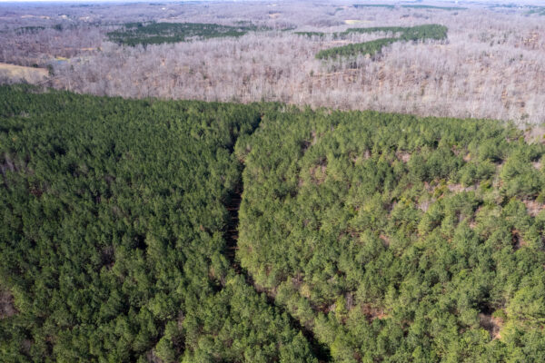 Photo of little-cedar-stands-968-acres-linden-perry-county-tn-online-absolute-auction