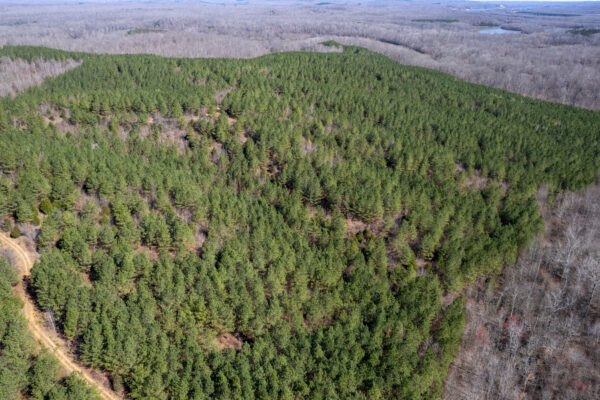 Photo of little-cedar-stands-968-acres-linden-perry-county-tn-online-absolute-auction
