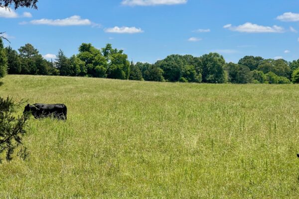 Photo of 3-homes-and-65%c2%b1-acres-rome-floyd-county-ga-auction