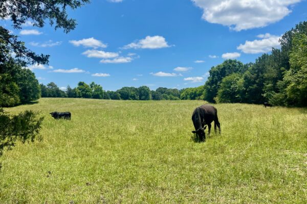 Photo of 3-homes-and-65%c2%b1-acres-rome-floyd-county-ga-auction