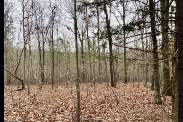 Photo of 156-71%c2%b1-acre-wooded-paradise-cedartown-floyd-county-ga-auction