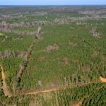 146± acre Wooded Retreat Georgiana, Conecuh County, AL Auction