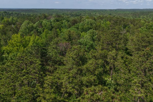 Photo of 40-acres-of-residential-land-in-greenville-butler-county-al-auction