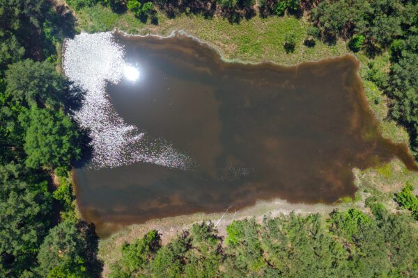 Photo of 110-acre-estate-in-brundidge-pike-county-al-auction