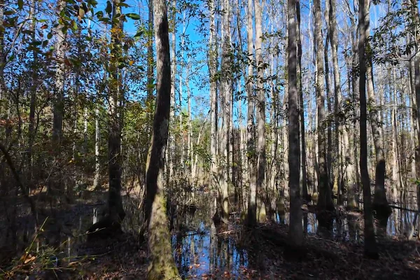 Photo of 146± acre Wooded Retreat Georgiana, Conecuh County, AL Auction