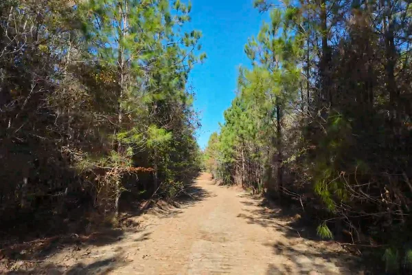Photo of 146± acre Wooded Retreat Georgiana, Conecuh County, AL Auction