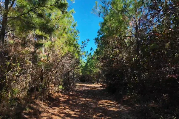 Photo of 146± acre Wooded Retreat Georgiana, Conecuh County, AL Auction
