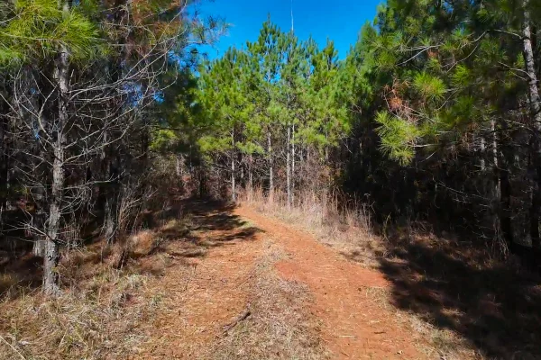 Photo of 146± acre Wooded Retreat Georgiana, Conecuh County, AL Auction