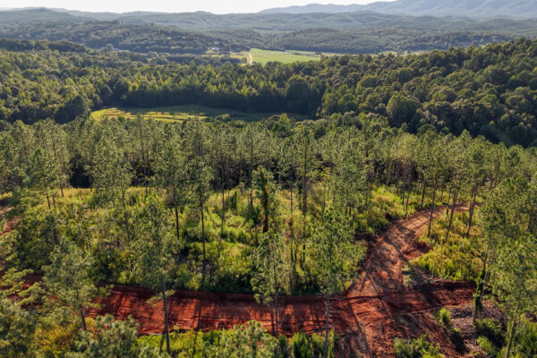Photo of 384-acres-on-terrapin-creek-in-piedmont-cherokee-county-al-auction