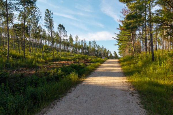 Photo of 384-acres-on-terrapin-creek-in-piedmont-cherokee-county-al-auction