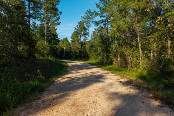 Photo of 384-acres-on-terrapin-creek-in-piedmont-cherokee-county-al-auction