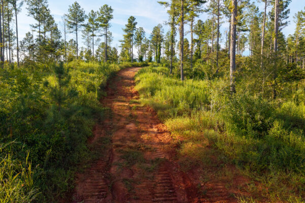 Photo of 384-acres-on-terrapin-creek-in-piedmont-cherokee-county-al-auction