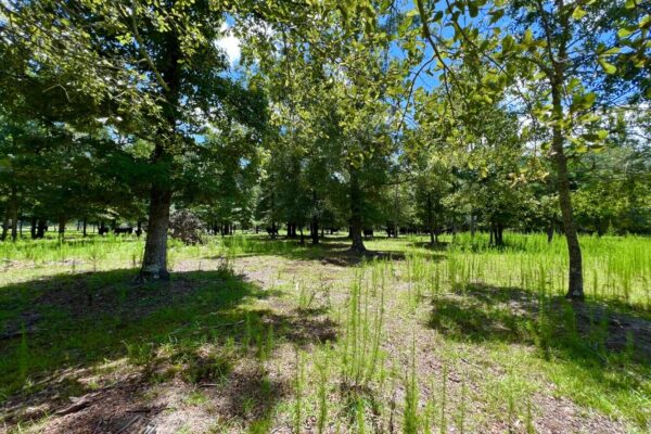 Photo of 405-acres-with-home-timber-pond-and-creek-frontage-coffee-county-al-auction
