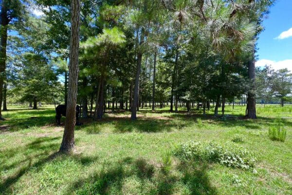 Photo of 405-acres-with-home-timber-pond-and-creek-frontage-coffee-county-al-auction