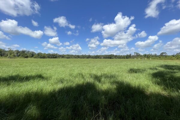 Photo of 405-acres-with-home-timber-pond-and-creek-frontage-coffee-county-al-auction