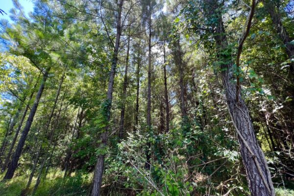 Photo of 405-acres-with-home-timber-pond-and-creek-frontage-coffee-county-al-auction
