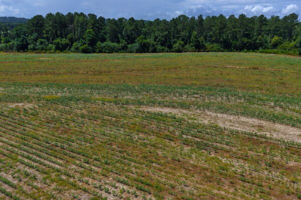 Photo of 405-acres-with-home-timber-pond-and-creek-frontage-coffee-county-al-auction