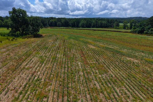 Photo of 405-acres-with-home-timber-pond-and-creek-frontage-coffee-county-al-auction