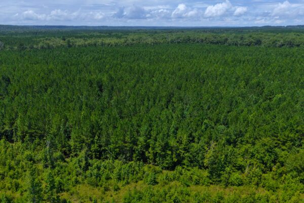 Photo of 405-acres-with-home-timber-pond-and-creek-frontage-coffee-county-al-auction
