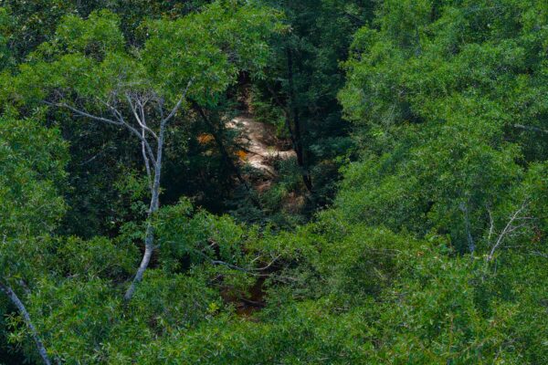 Photo of 405-acres-with-home-timber-pond-and-creek-frontage-coffee-county-al-auction