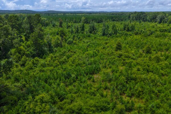 Photo of 405-acres-with-home-timber-pond-and-creek-frontage-coffee-county-al-auction