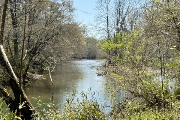 Photo of 384-acres-on-terrapin-creek-in-piedmont-cherokee-county-al-auction
