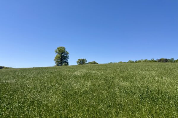 Photo of 72-acres-of-prime-land-in-crandall-murray-county-ga-auction