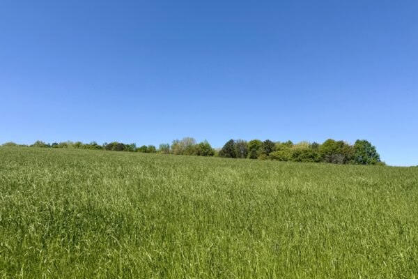 Photo of 72-acres-of-prime-land-in-crandall-murray-county-ga-auction