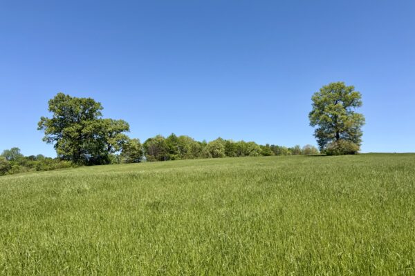 Photo of 72-acres-of-prime-land-in-crandall-murray-county-ga-auction