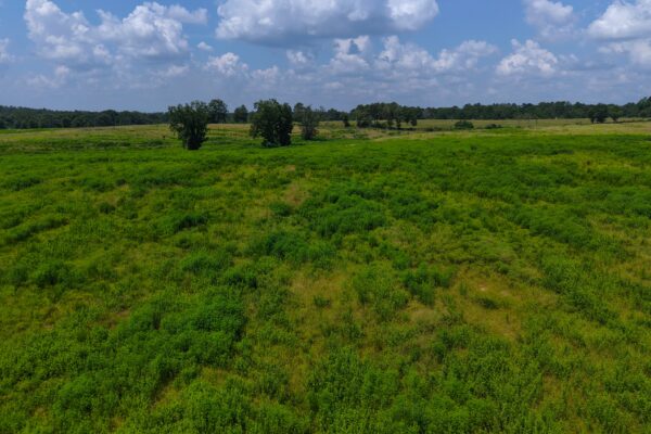 Photo of 103-acres-of-pastureland-luverne-crenshaw-county-al-auction