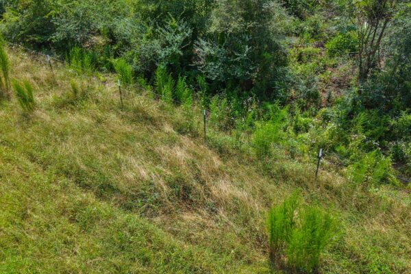 Photo of 103-acres-of-pastureland-luverne-crenshaw-county-al-auction