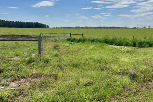 Photo of 103-acres-of-pastureland-luverne-crenshaw-county-al-auction