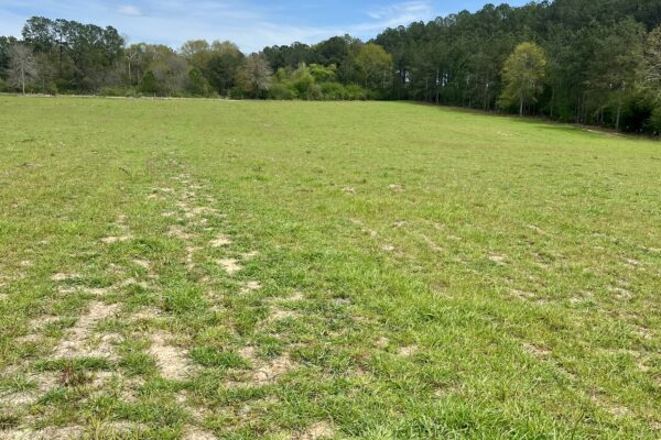 Photo of 103-acres-of-pastureland-luverne-crenshaw-county-al-auction