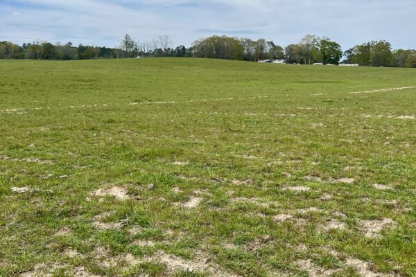 Photo of 103-acres-of-pastureland-luverne-crenshaw-county-al-auction