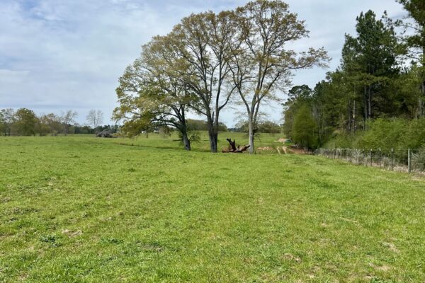 Photo of 103-acres-of-pastureland-luverne-crenshaw-county-al-auction