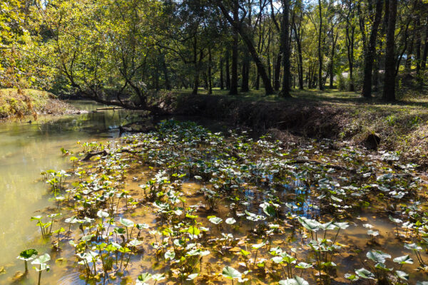Photo of 160-acre-premier-farm-calhoun-gordon-county-ga-auction
