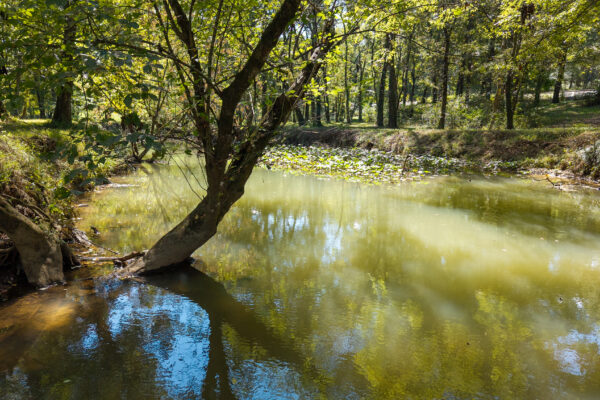 Photo of 160-acre-premier-farm-calhoun-gordon-county-ga-auction