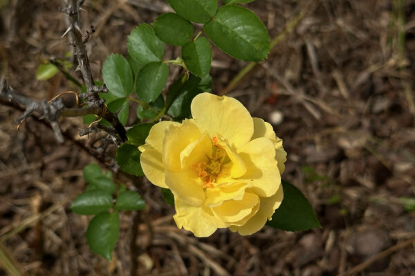 Photo of 3-7%c2%b1-acre-country-property-with-pond-and-immaculate-shop-moulton-lawrence-county-al-online-auction