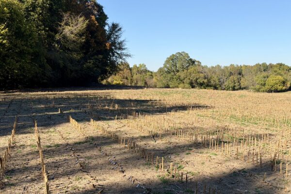 Photo of 77± Acres of Prime Land | Liberty, Randolph County, NC Auction